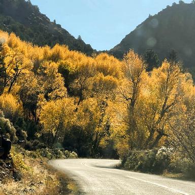 Winding back road with fall colors