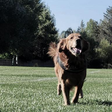 golden retriever running on grass field