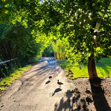 Shaded pathway with ducks walking