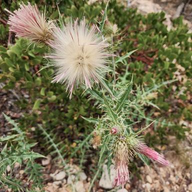 prickly plant